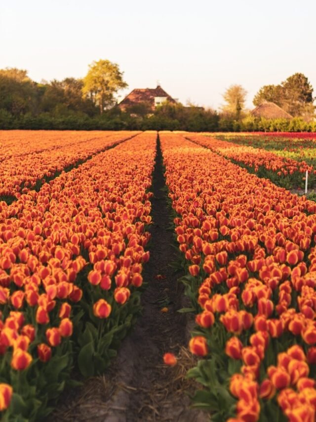 red and yellow tulips field during daytime